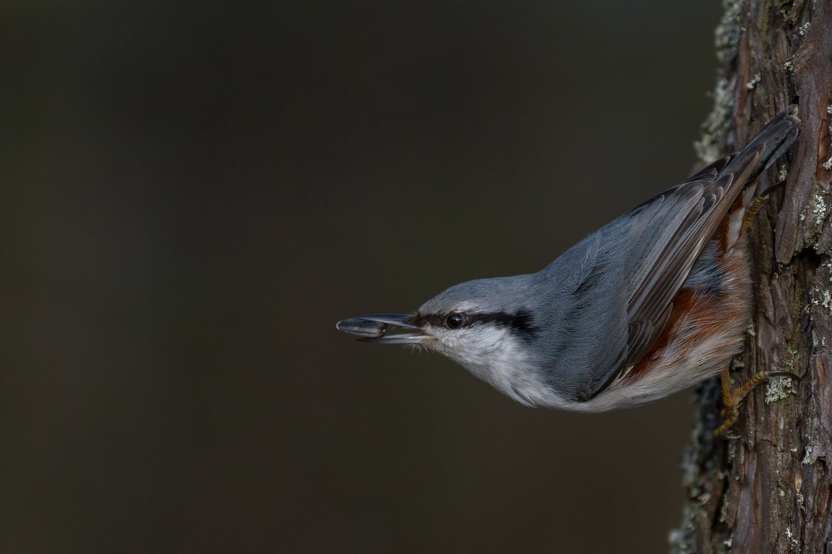 Поползень фарфор