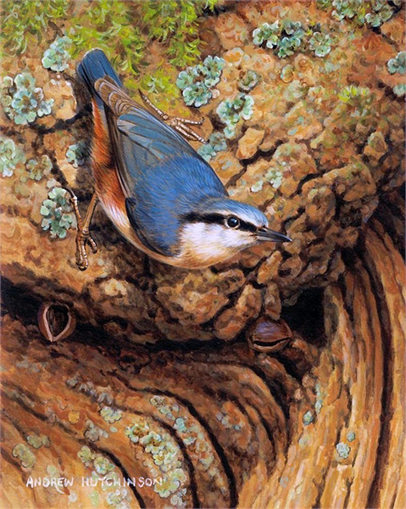 Обыкновенный поползень птицы