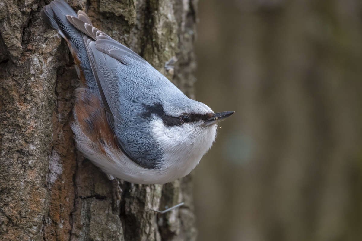 Обыкновенный поползень