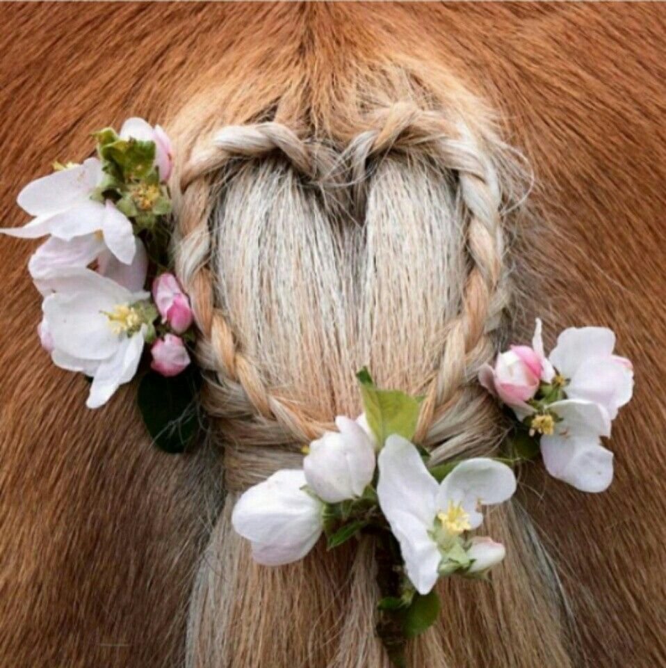 Лошадь с цветами в волосах