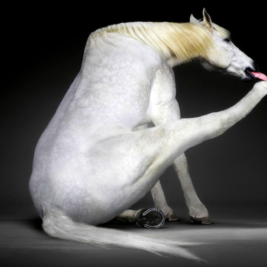 Год белой лошади когда