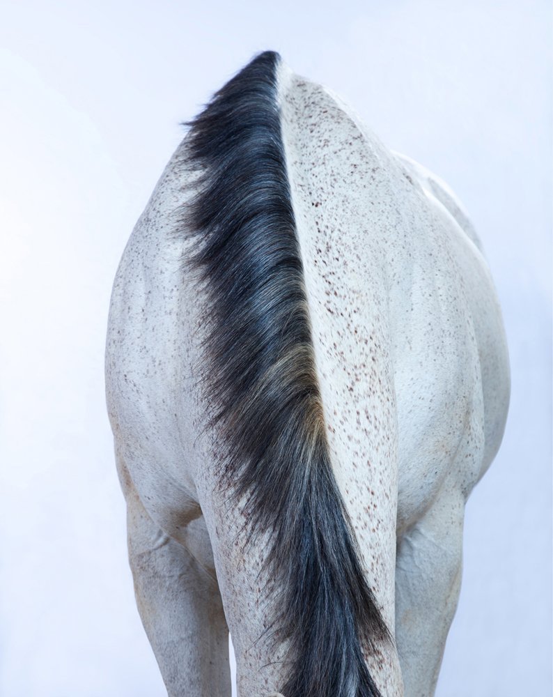 Лошади фотограф Andrew MCGIBBON