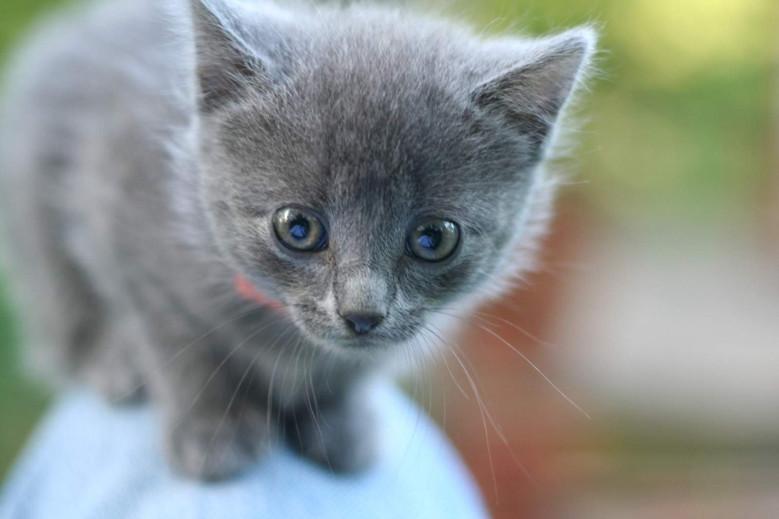 Имя для кота мальчика серого цвета. Дымчатый котенок. Котенок дымчатого цвета. Дымчатый котенок с голубыми глазами. Серый котёнок.