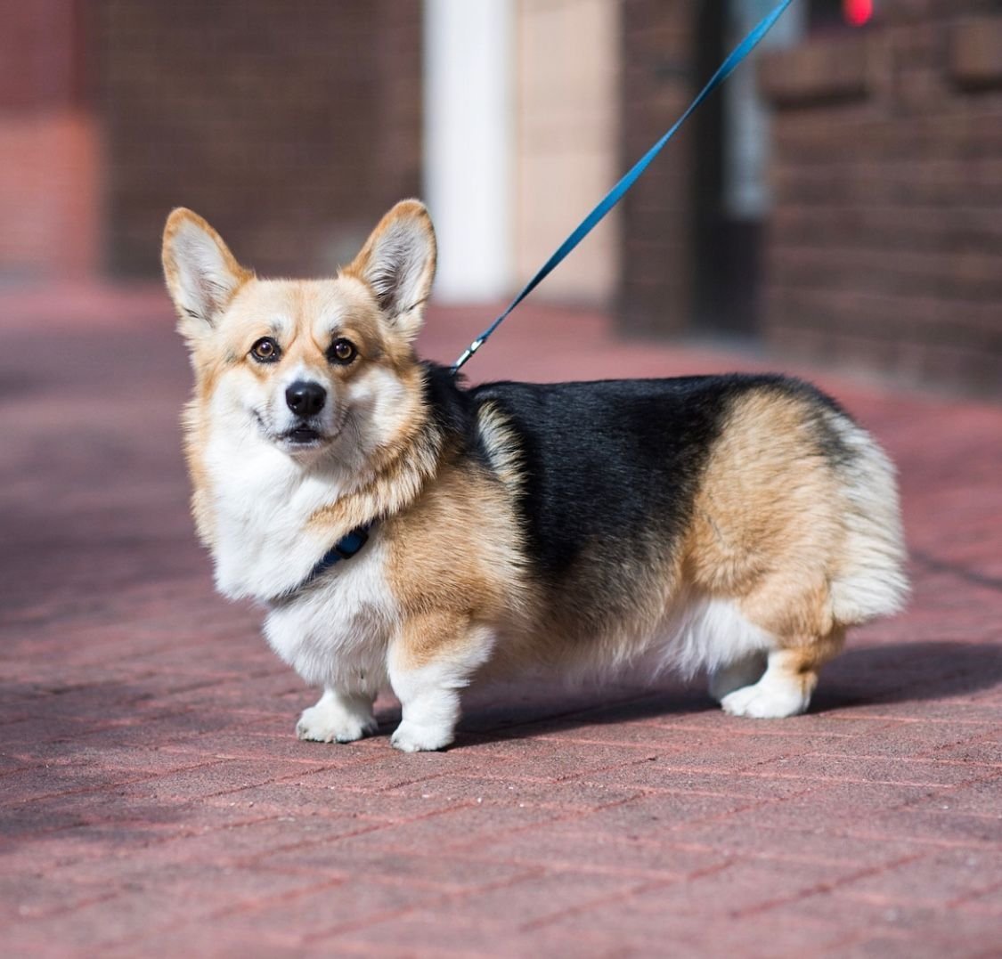 Корги пемброк овчарка