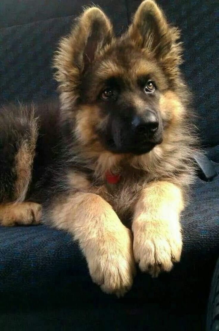 Собака сиба ину черная