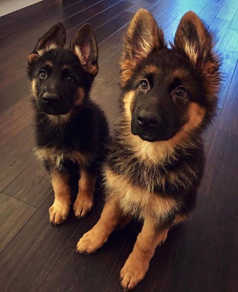 Немецкая овчарка Макс