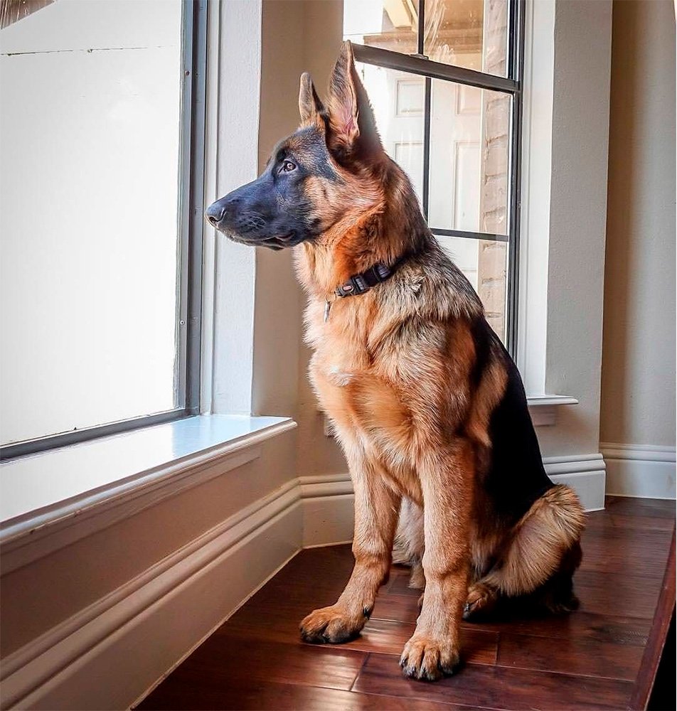 Метис аусси