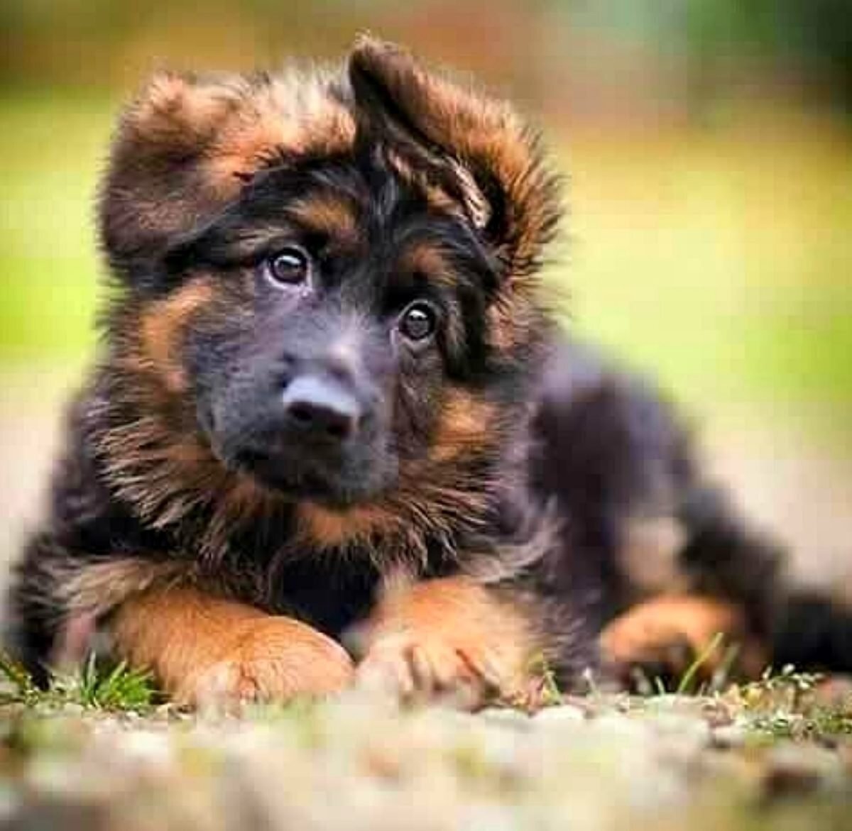 Немецкая овчарка щенки к9