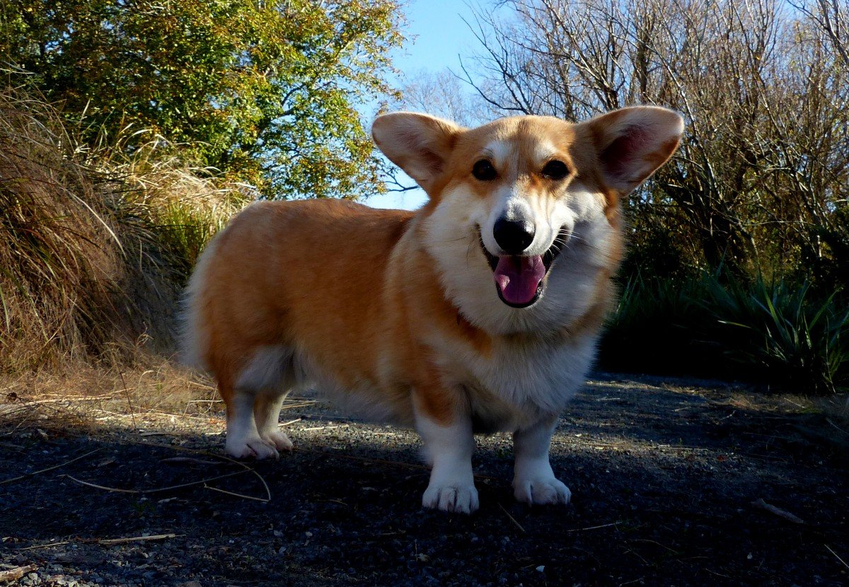 Собачка вельш корги