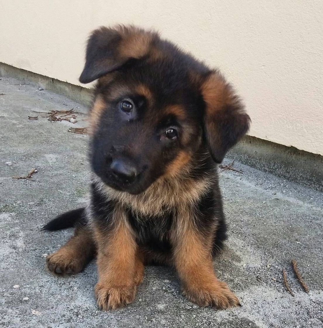 Породы маленьких собачек