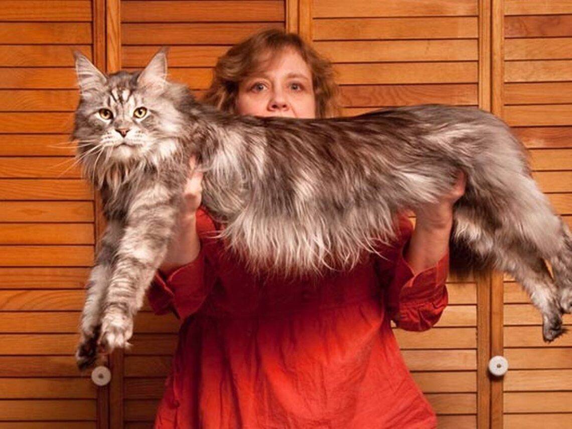 Мейн кун Ашера