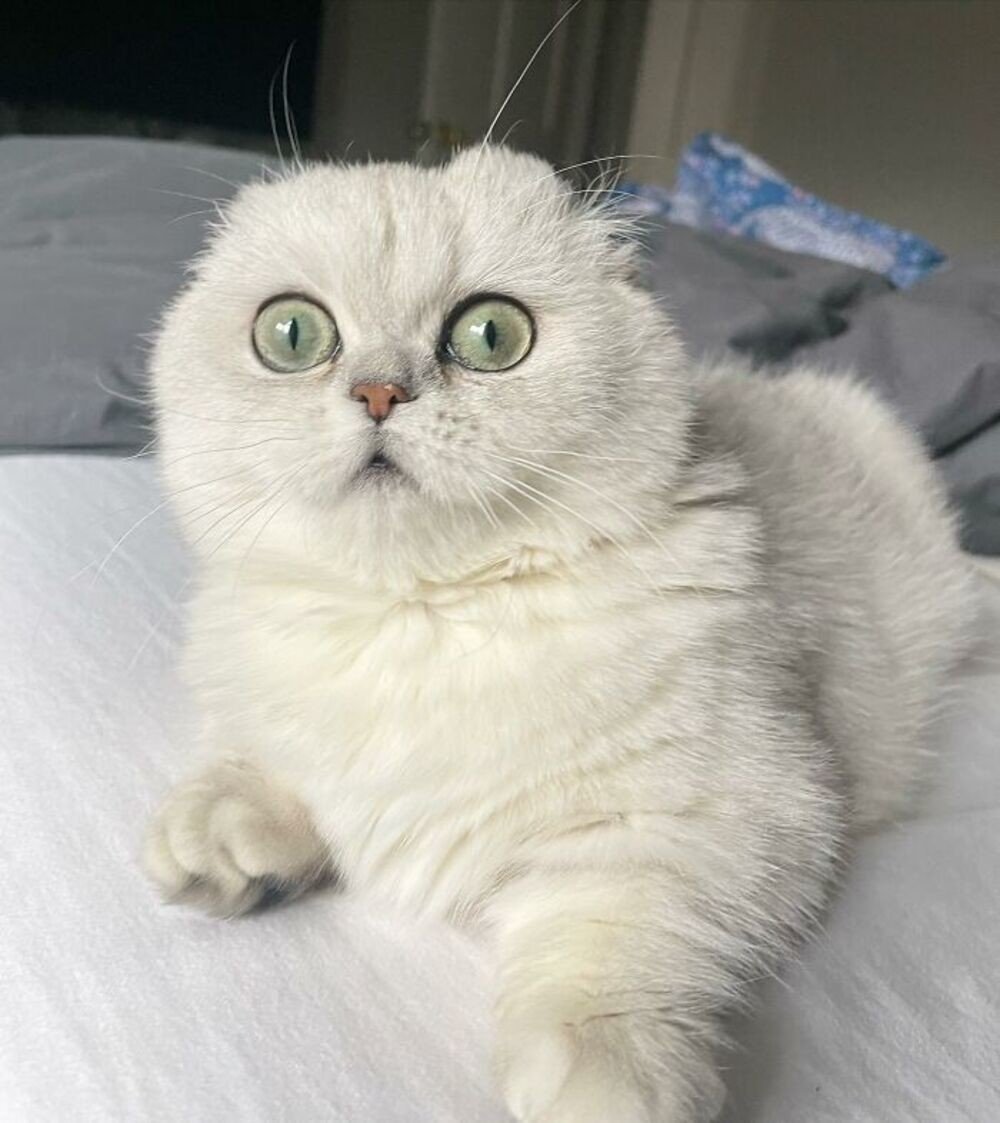 Разные породы кошек