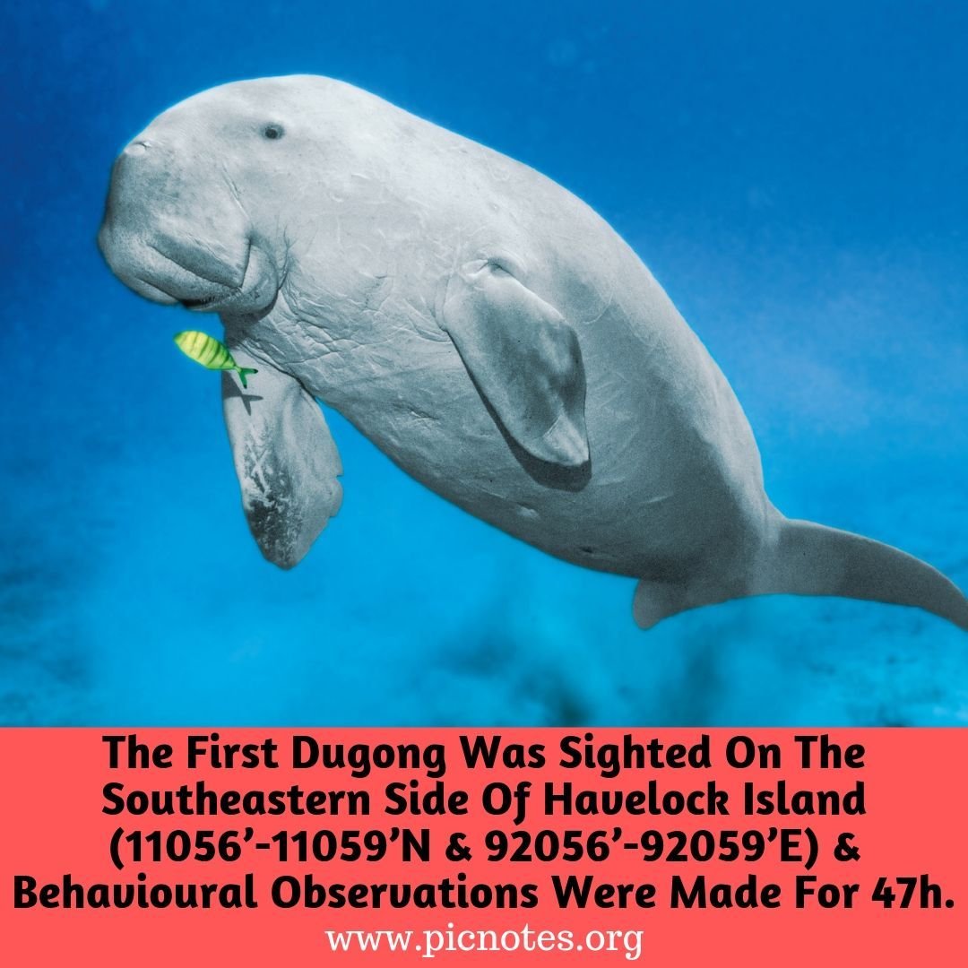 Интересные факты о морской корове