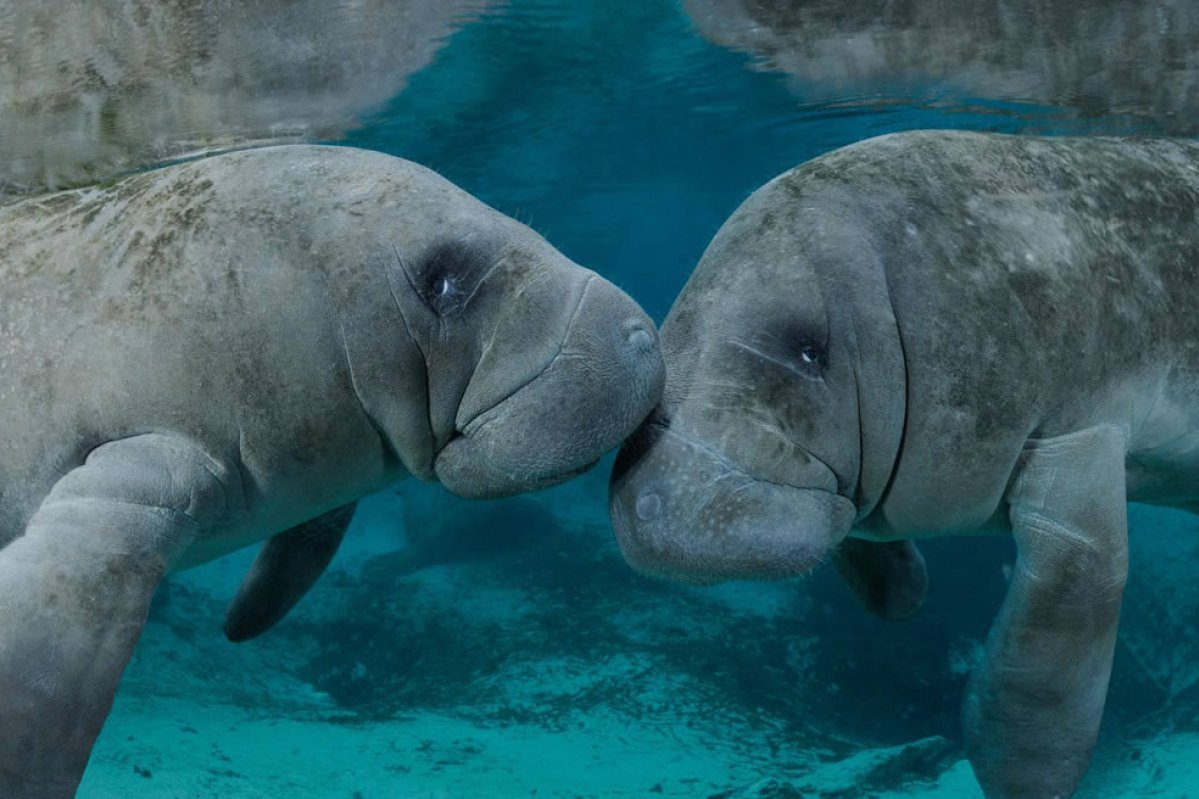 Амазонский Ламантин