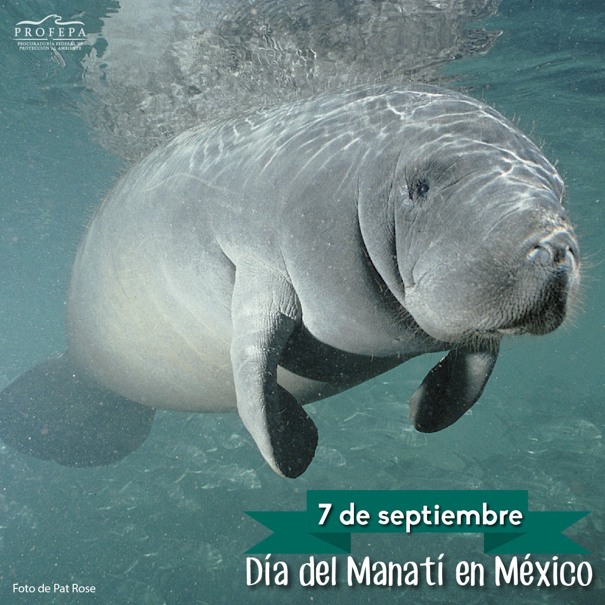 Амазонка Ламантины