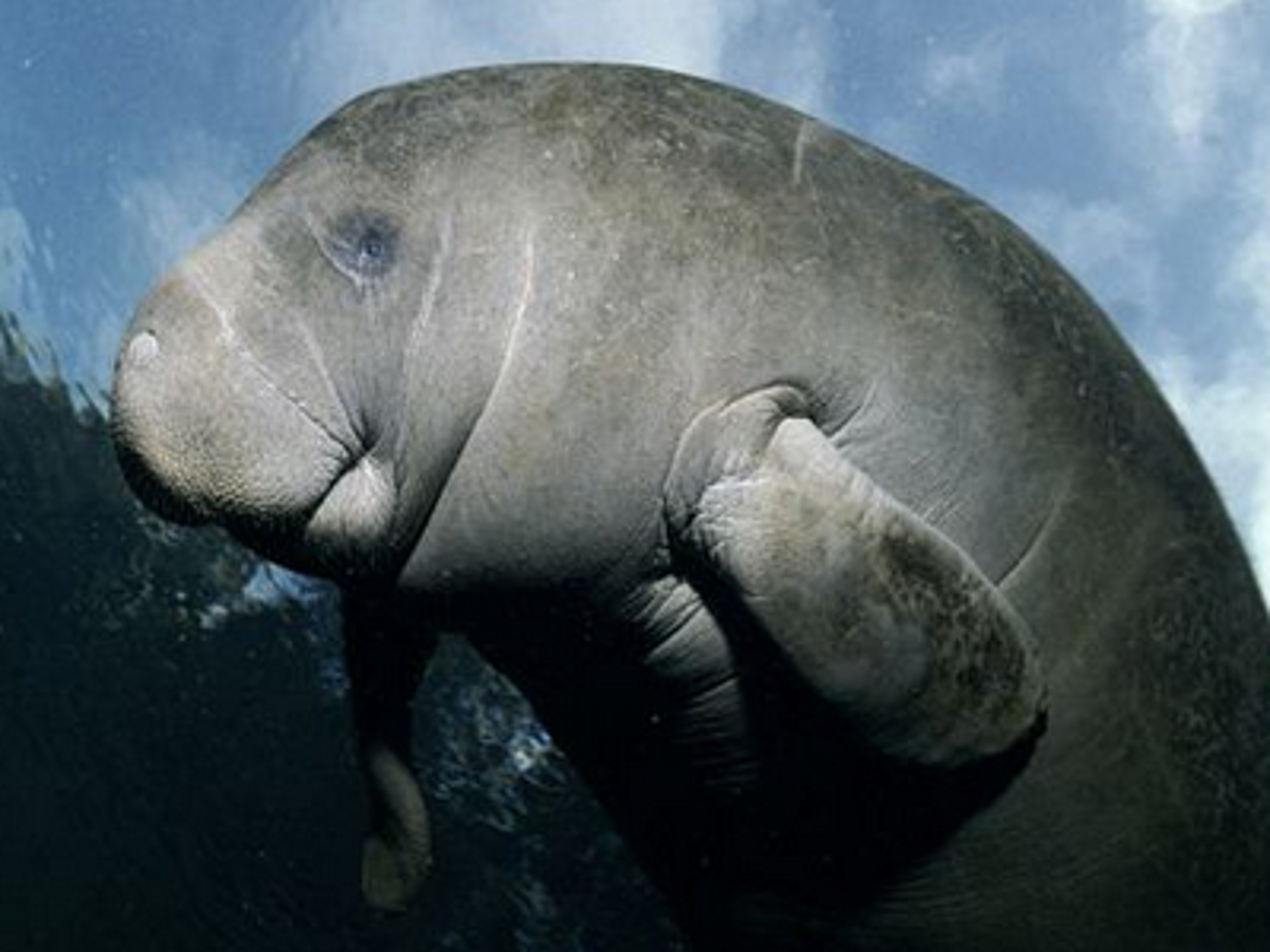 Калифорния Ламантины