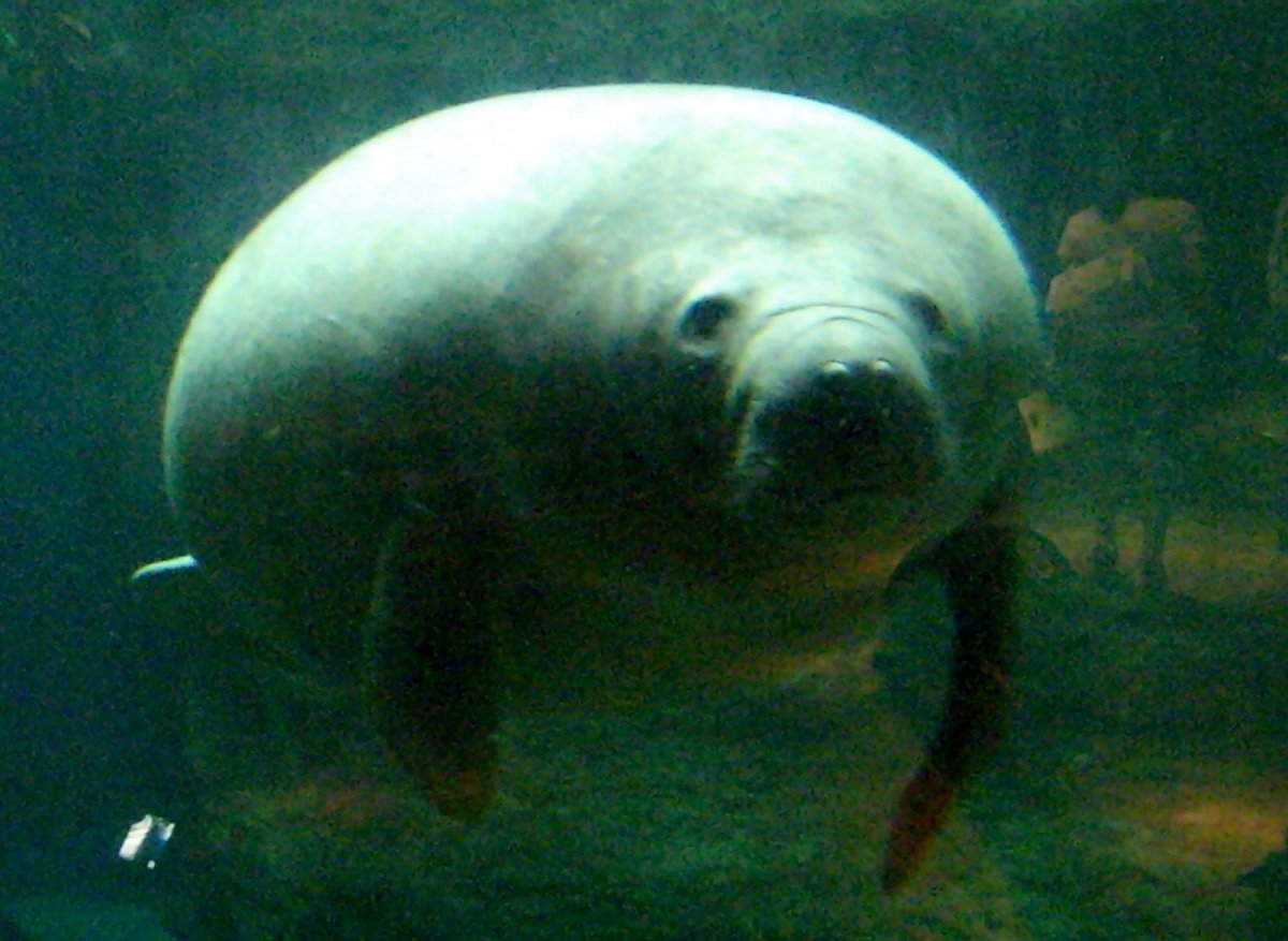 Морские коровы живы