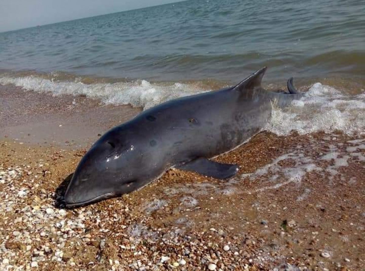 Тихий океан Камчатка катастрофа
