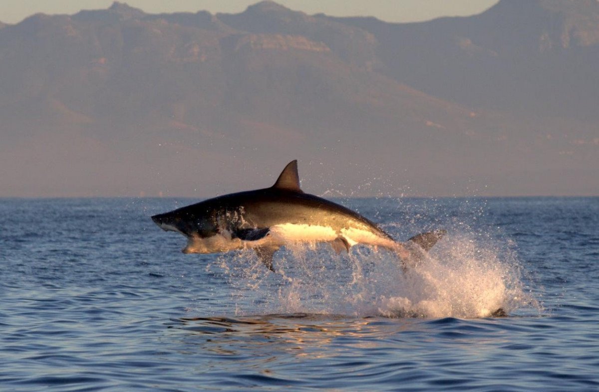 Колючая акула Катран