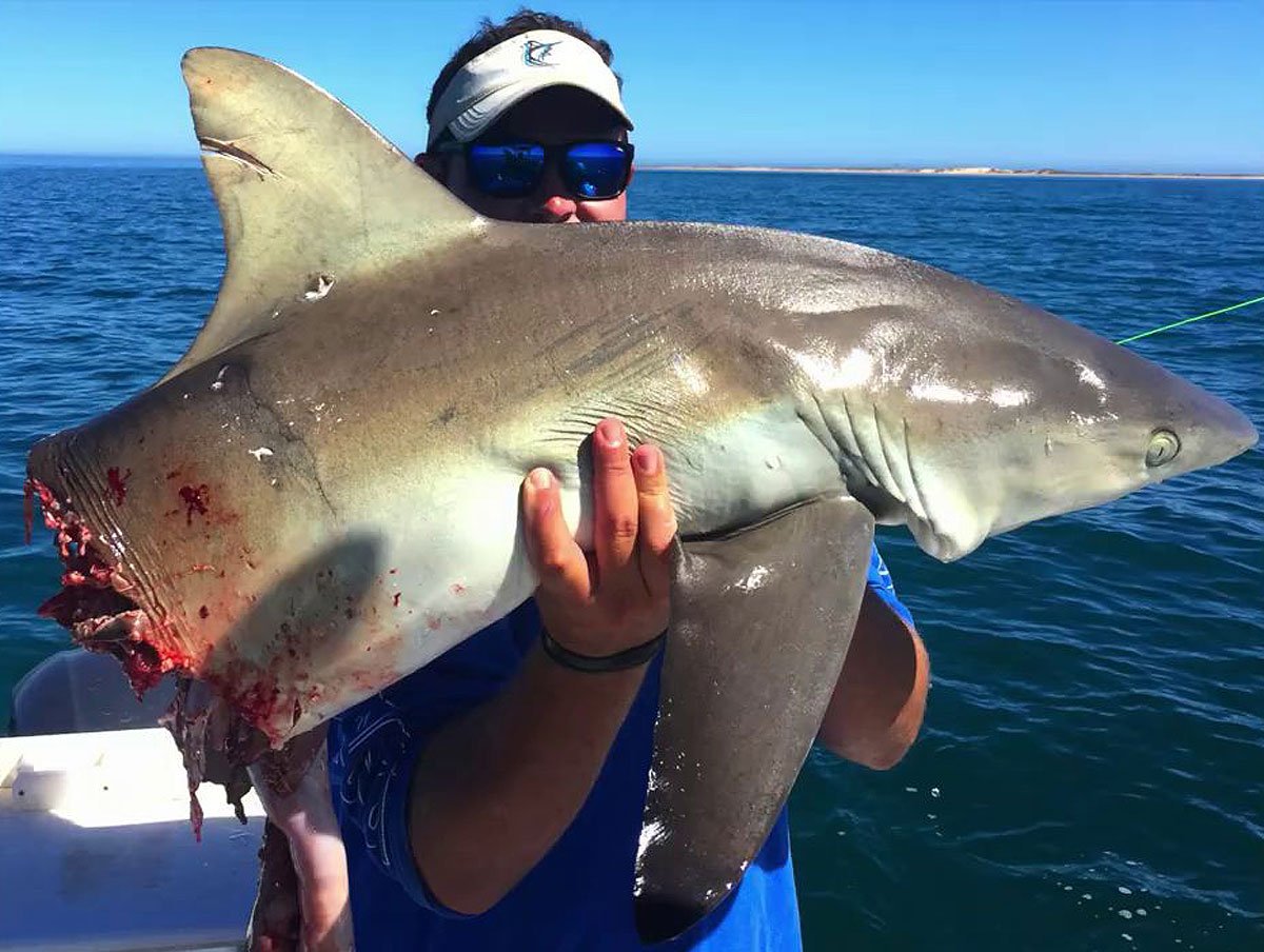 Катран акула черного моря большой