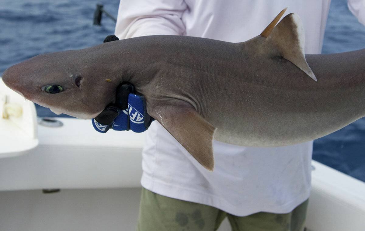 Катран акула