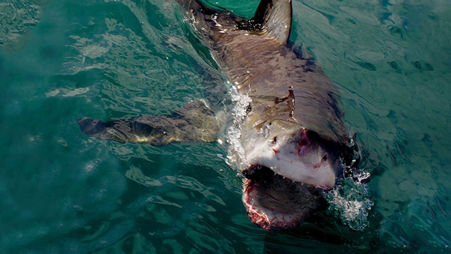 Места нападения. Красное море акулы МЕГАЛОДОН. Португальская акула.