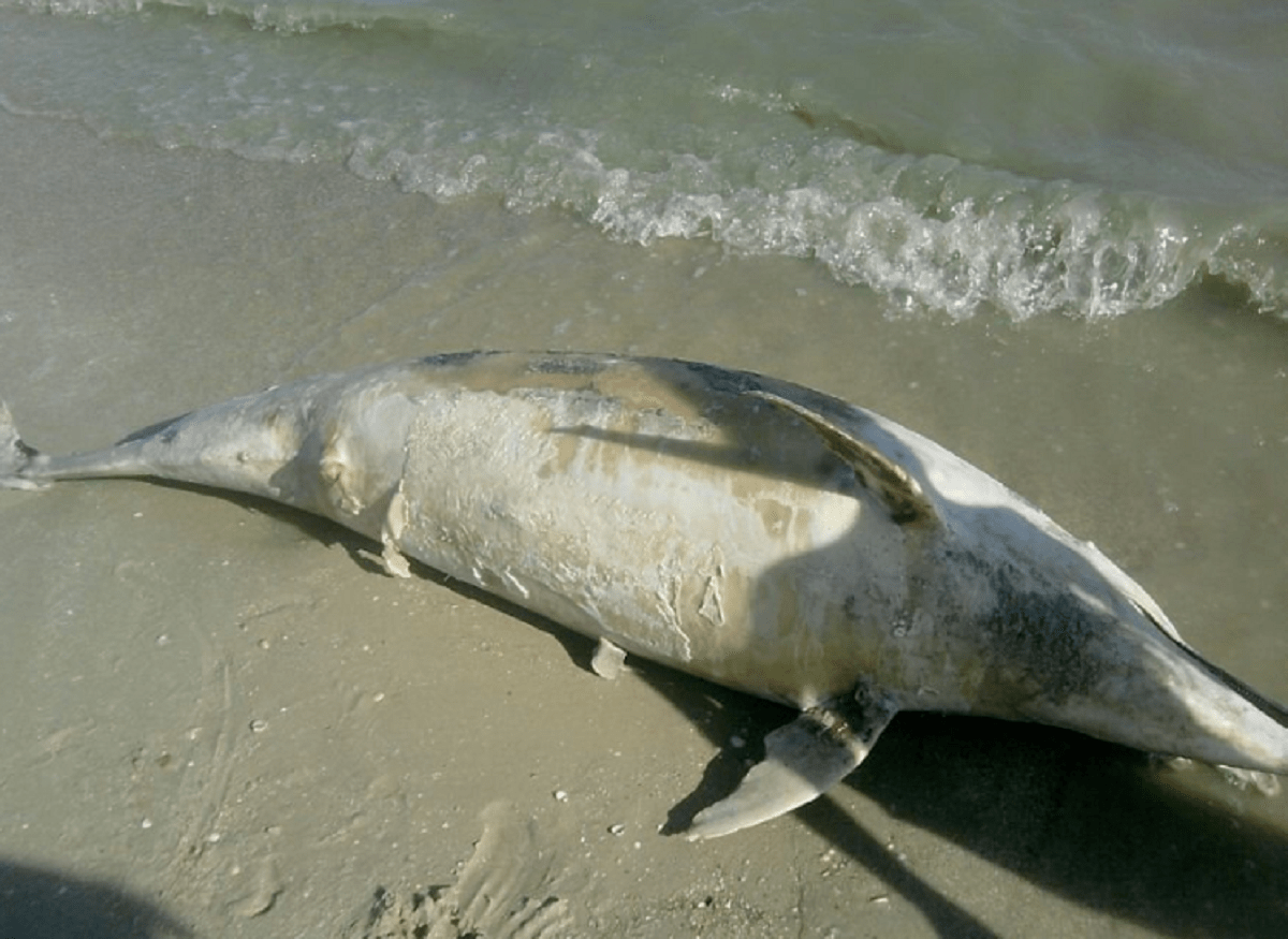Акула цветная