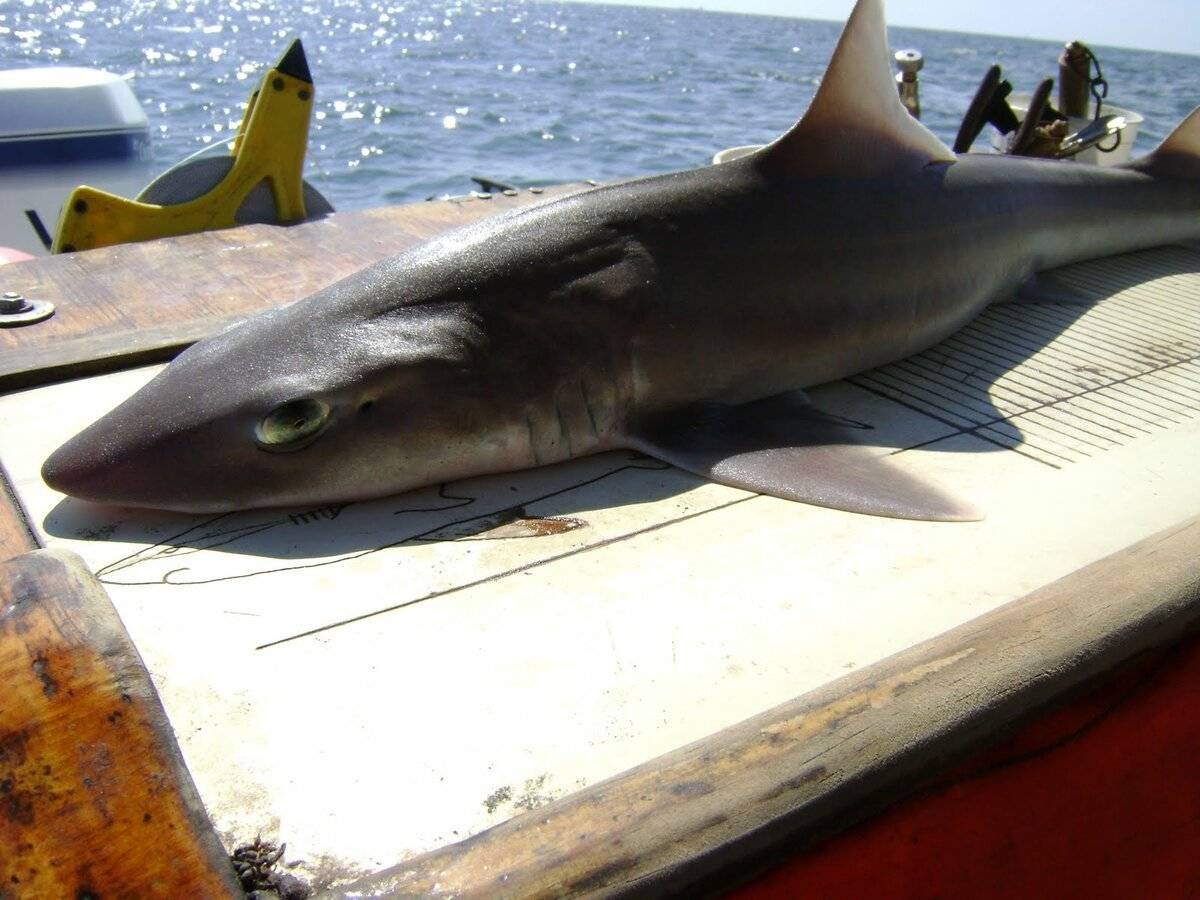 Катран акула черного моря