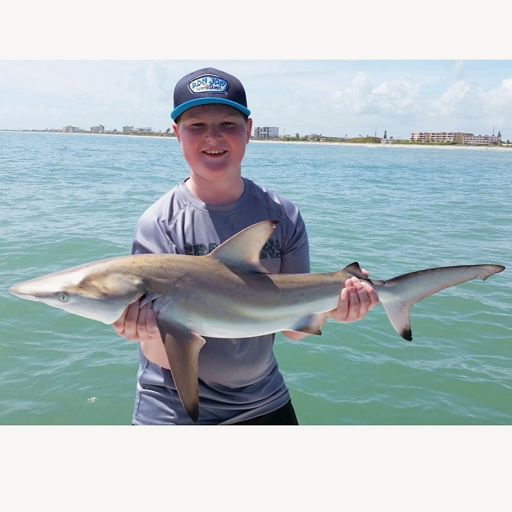 Азовские дельфины