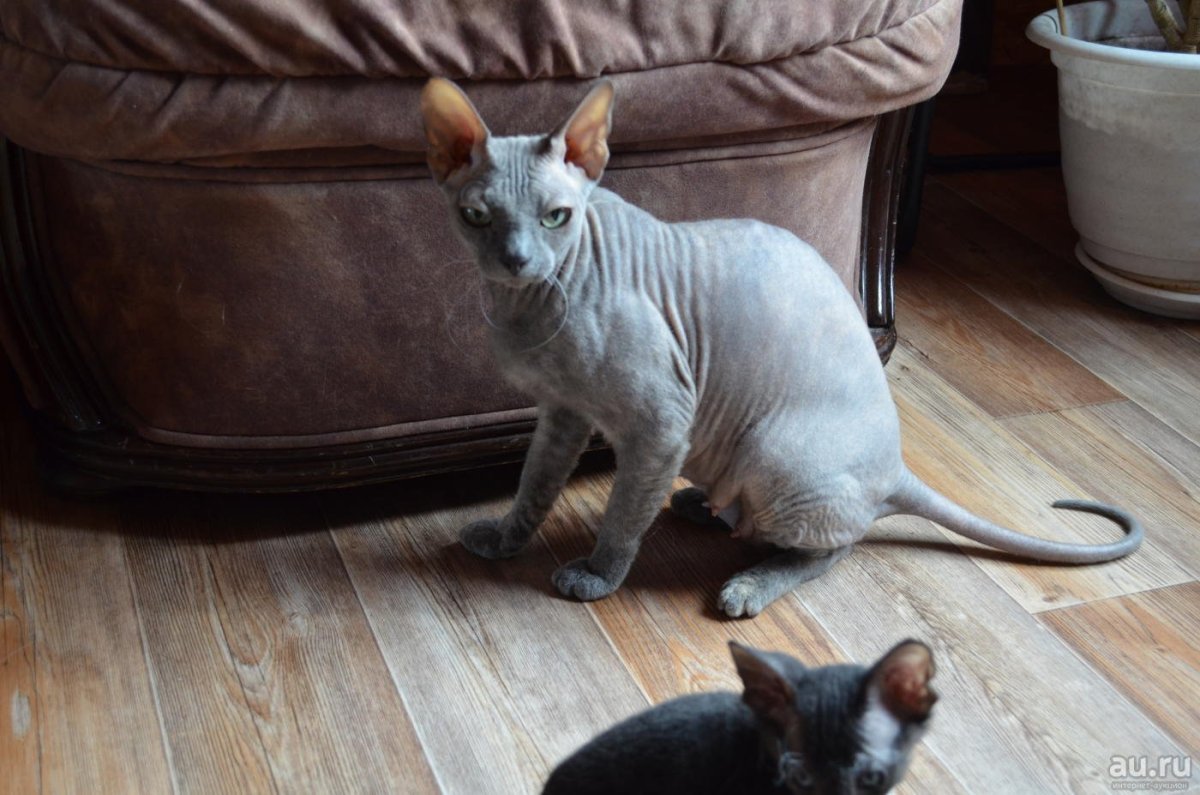 Донской сфинкс браш