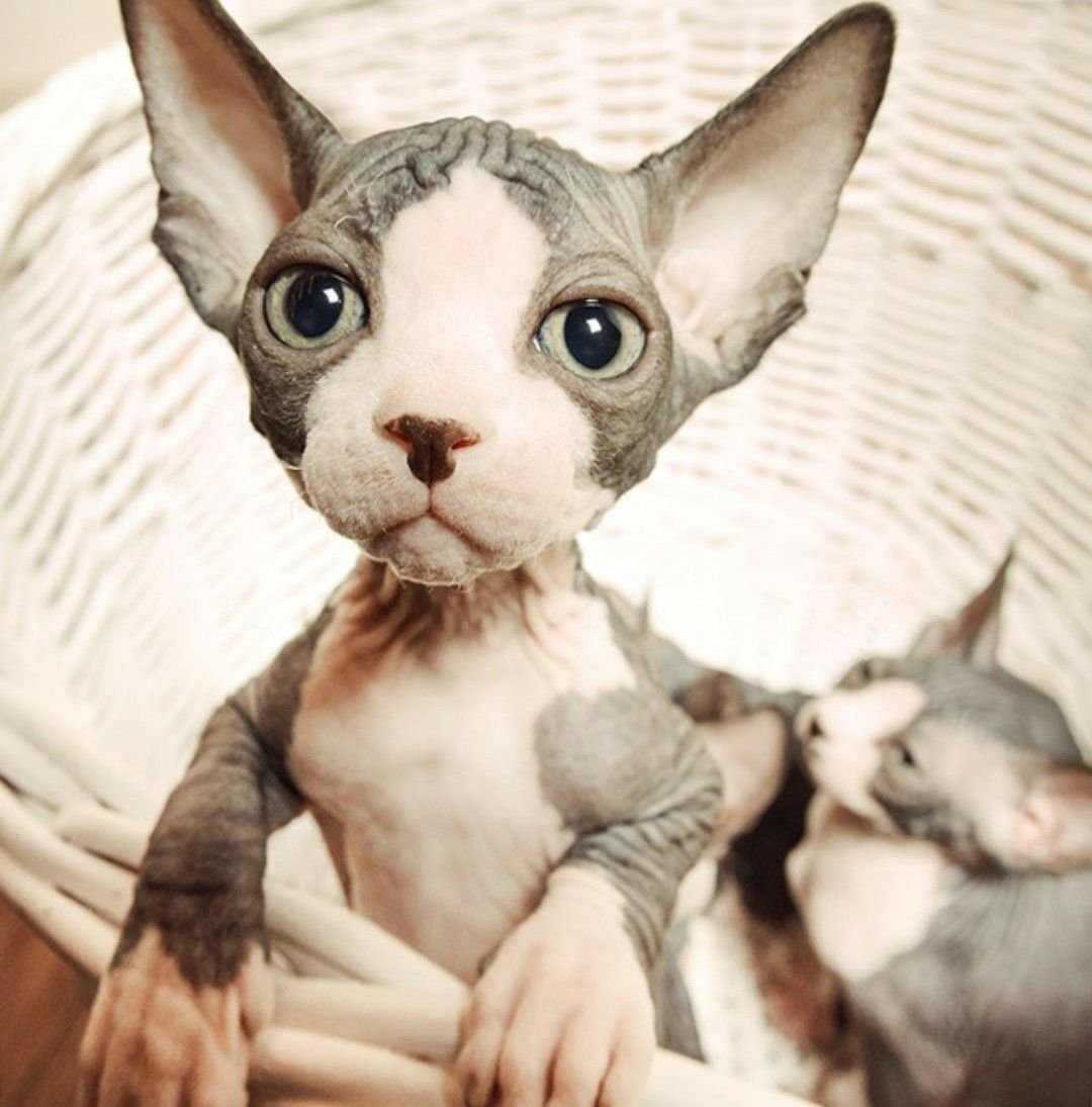 Лиса сфинкс