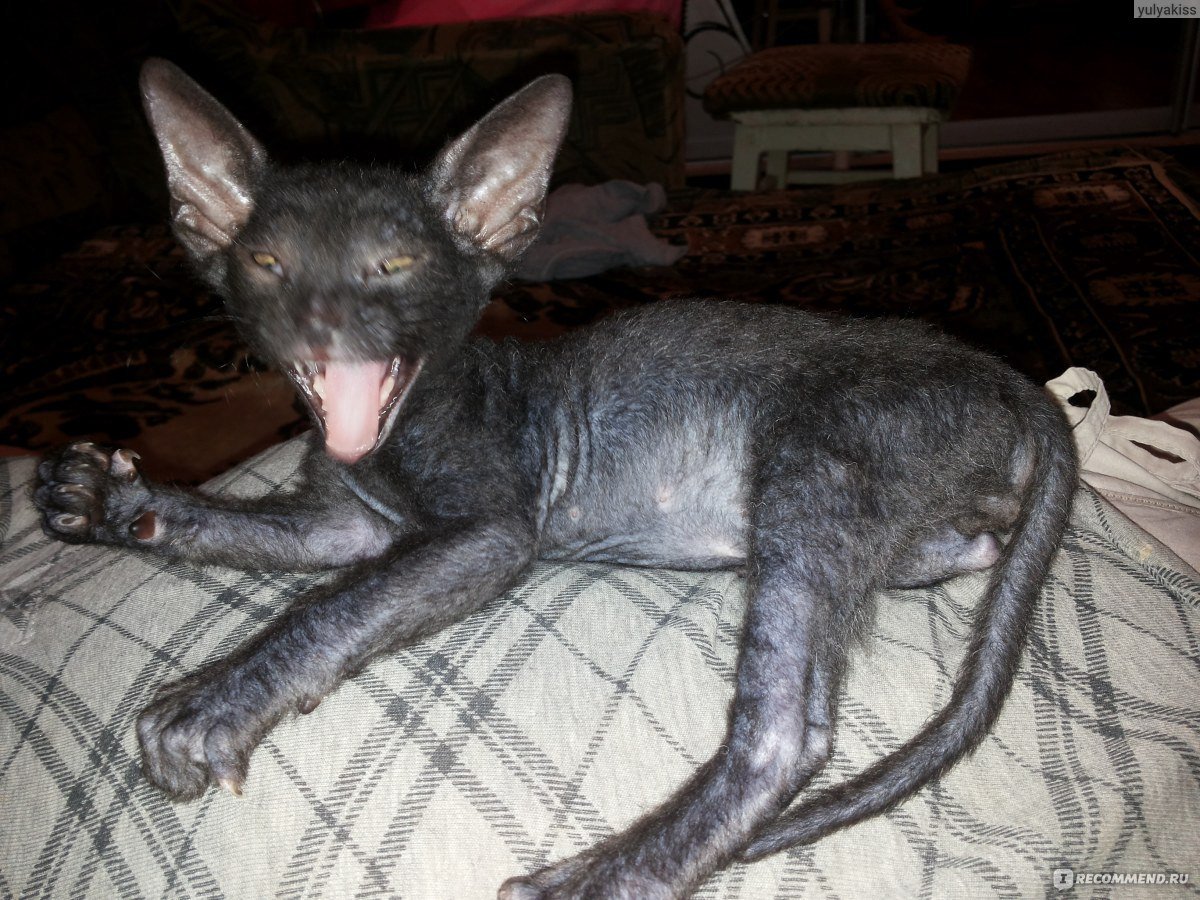 Донской сфинкс браш