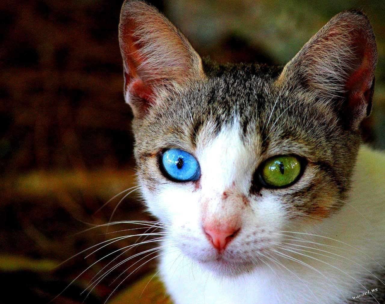 Цвет глаз у кошек - 73 фото