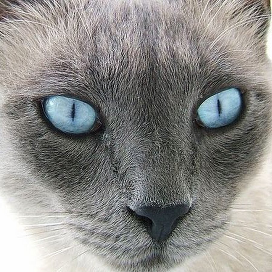 Серая сиамская кошка. Охос азулес гетерохромия. Кошка Блю Пойнт с голубыми глазами. Сиамская кошка гетерохромия. Балинезийский кот серый.