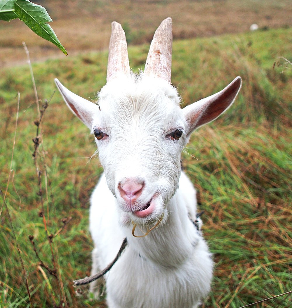 Козья морда