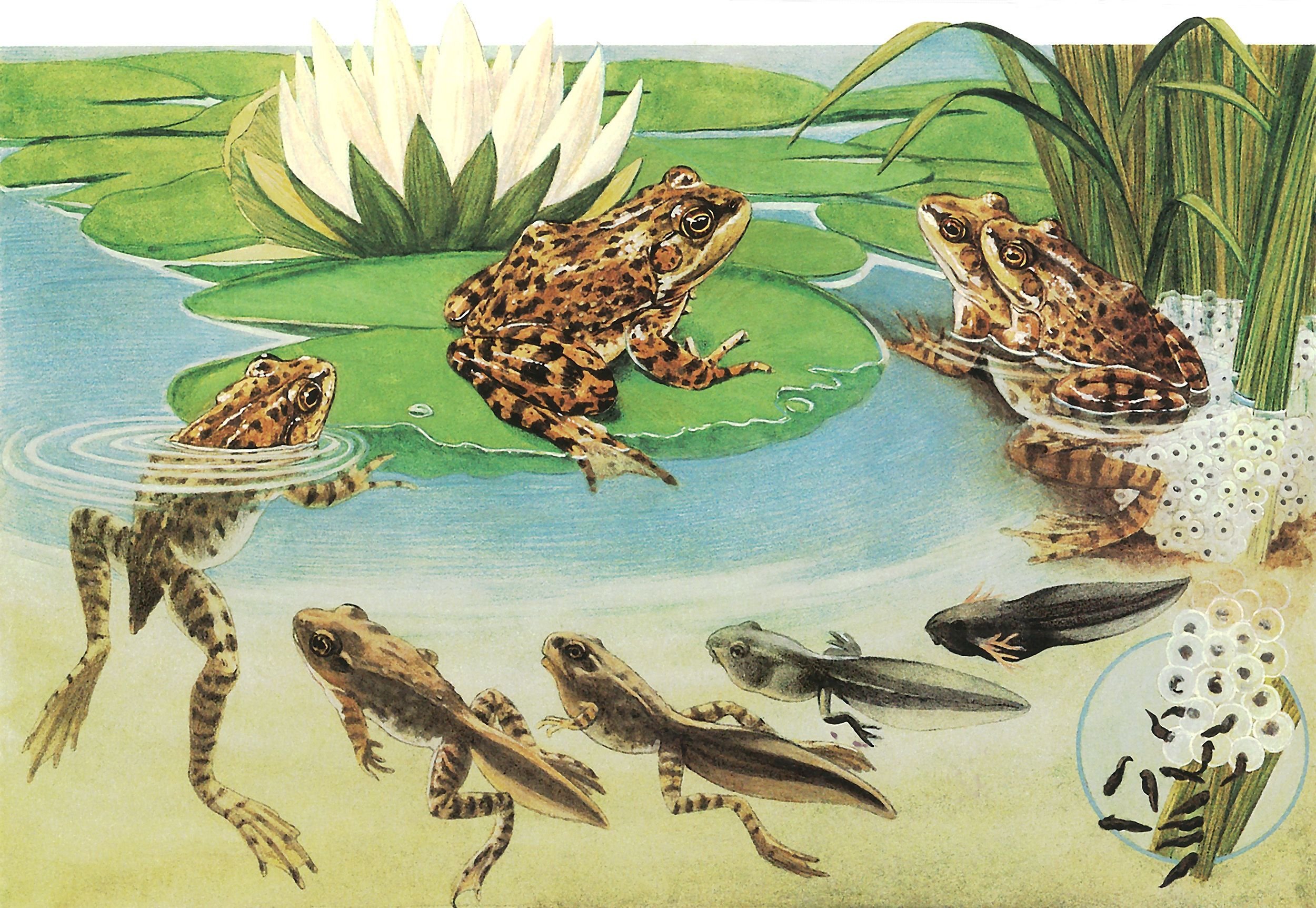 Пресмыкающиеся размножаются в воде. Стадии развития головастика лягушки. Превращение головастика в лягушку. Жизненный цикл развития лягушки. Травяная лягушка жизненный цикл.