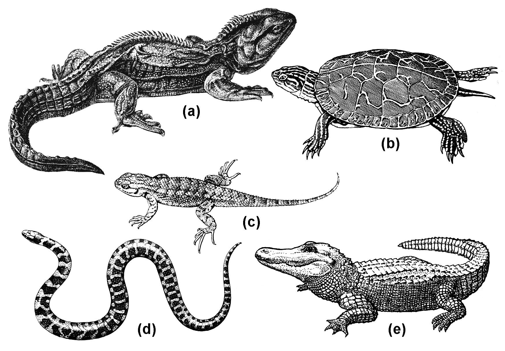 Тест по теме рептилии. Пресмыкающиеся. Пресмыкающиеся рептилии. Рисунок пресмыкающихся. Рептилии для детей.