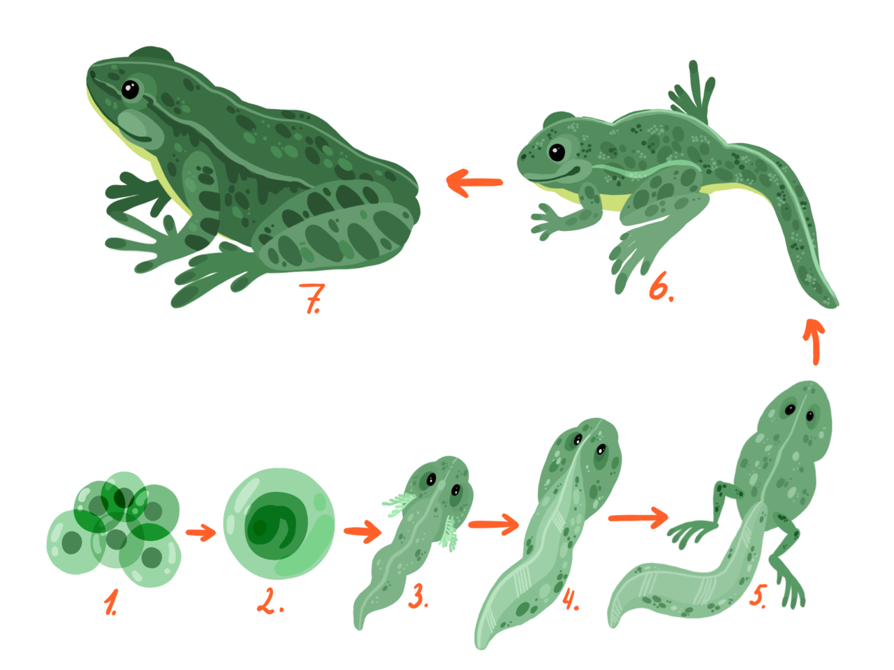 Развитие головастика земноводных. Метаморфозы головастика лягушки. Стадии развития головастика лягушки. Эволюция головастика в лягушку. Схема стадии развития головастиков лягушек.