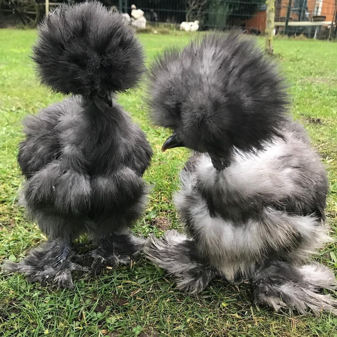 Малазийская Серама куры