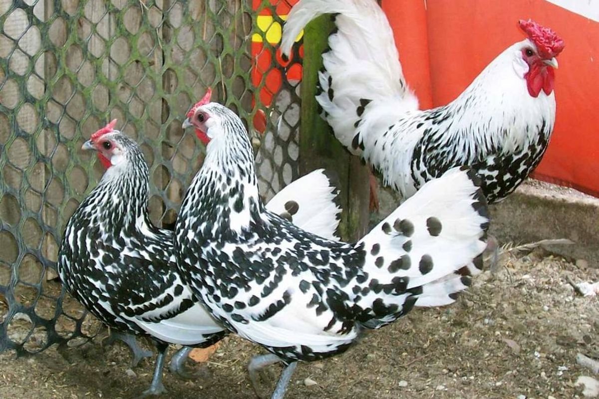 Куры породы Сибрайт