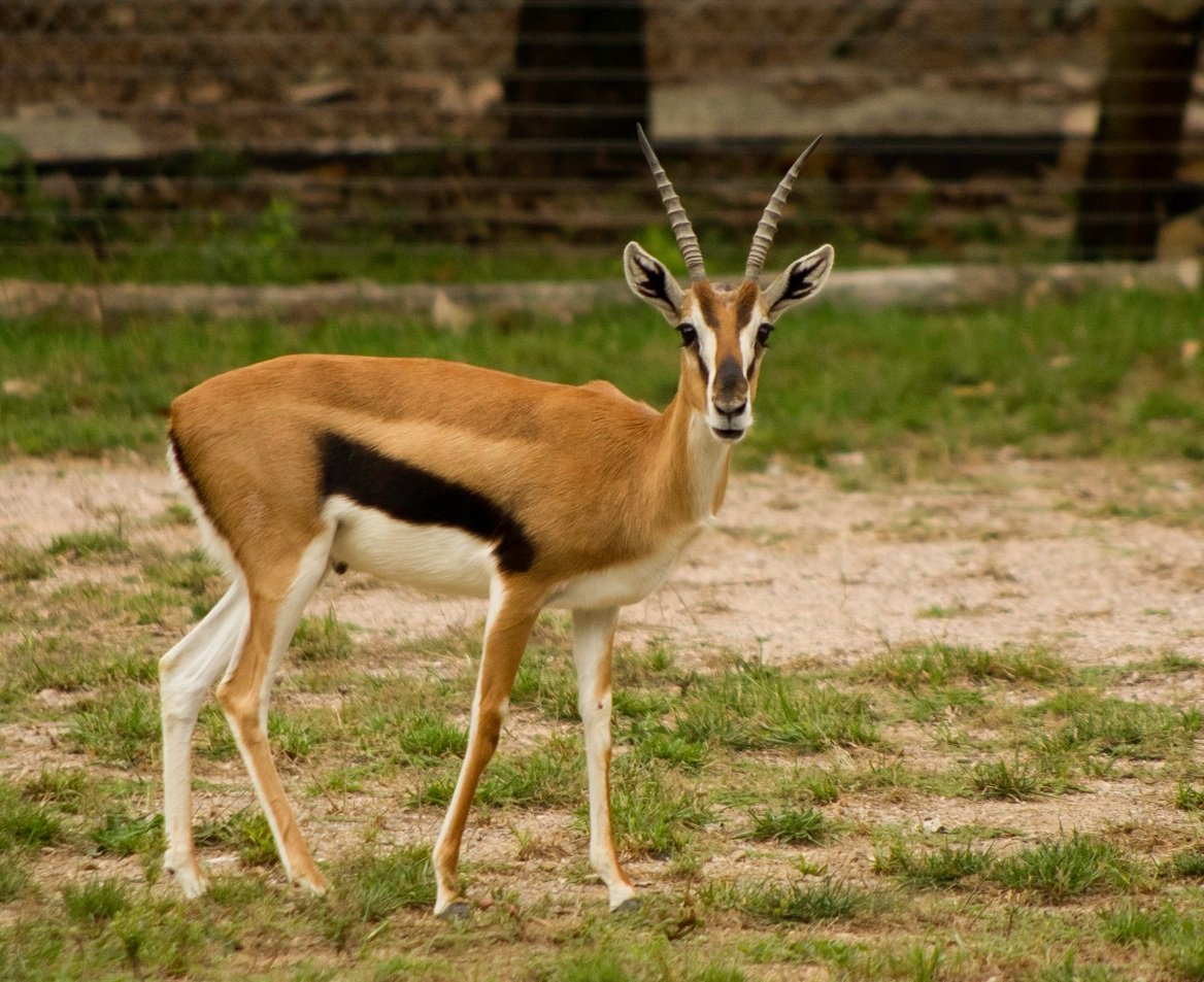 Антилопа Эмму