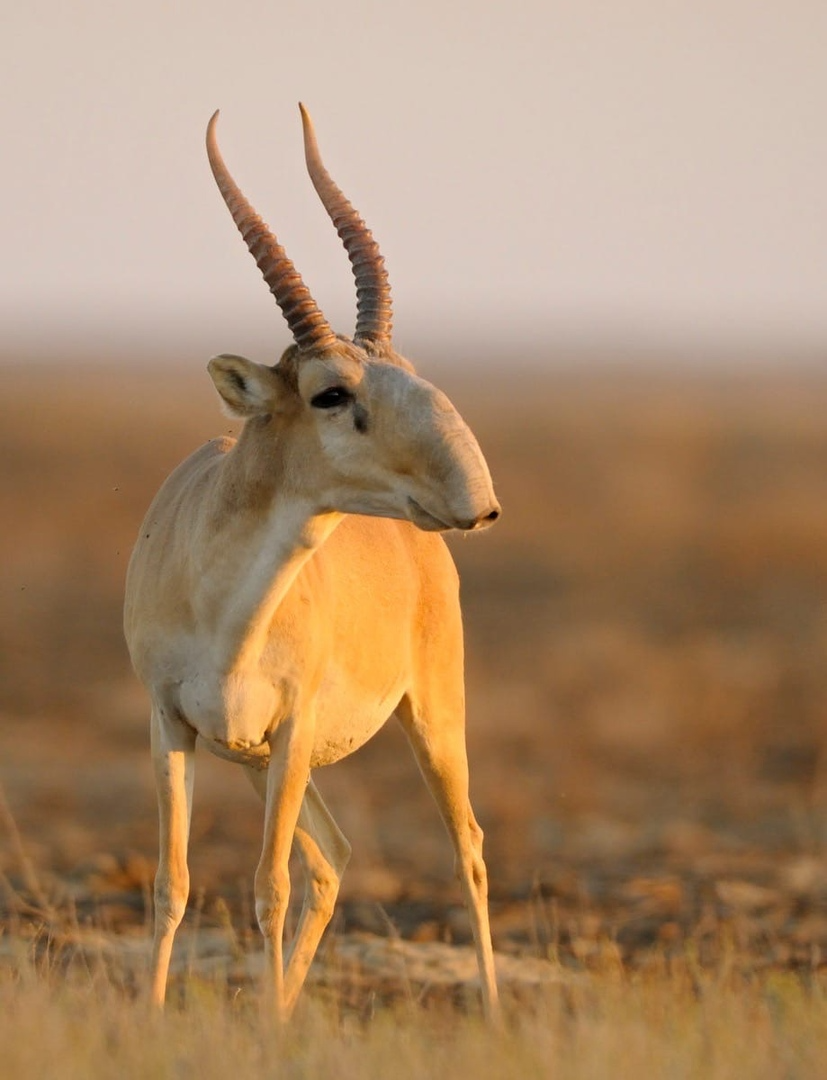 Степная антилопа Сайгак