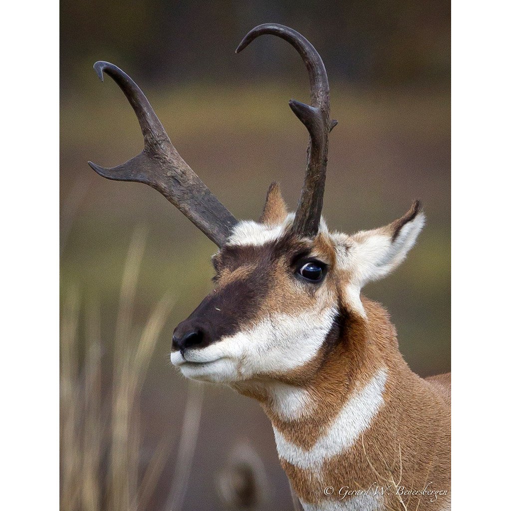 Антилопа вилорог