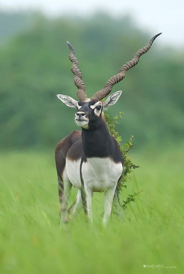 Индийская антилопа