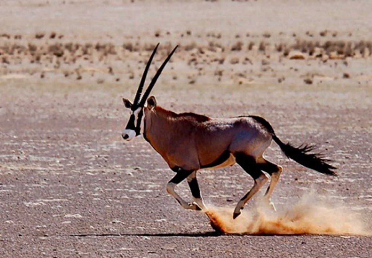 Орикс бежит
