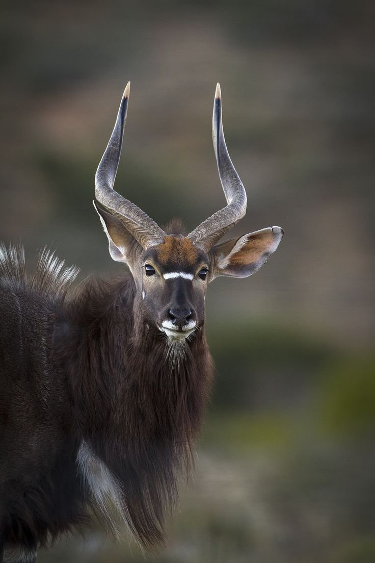 Антилопы ЮАР