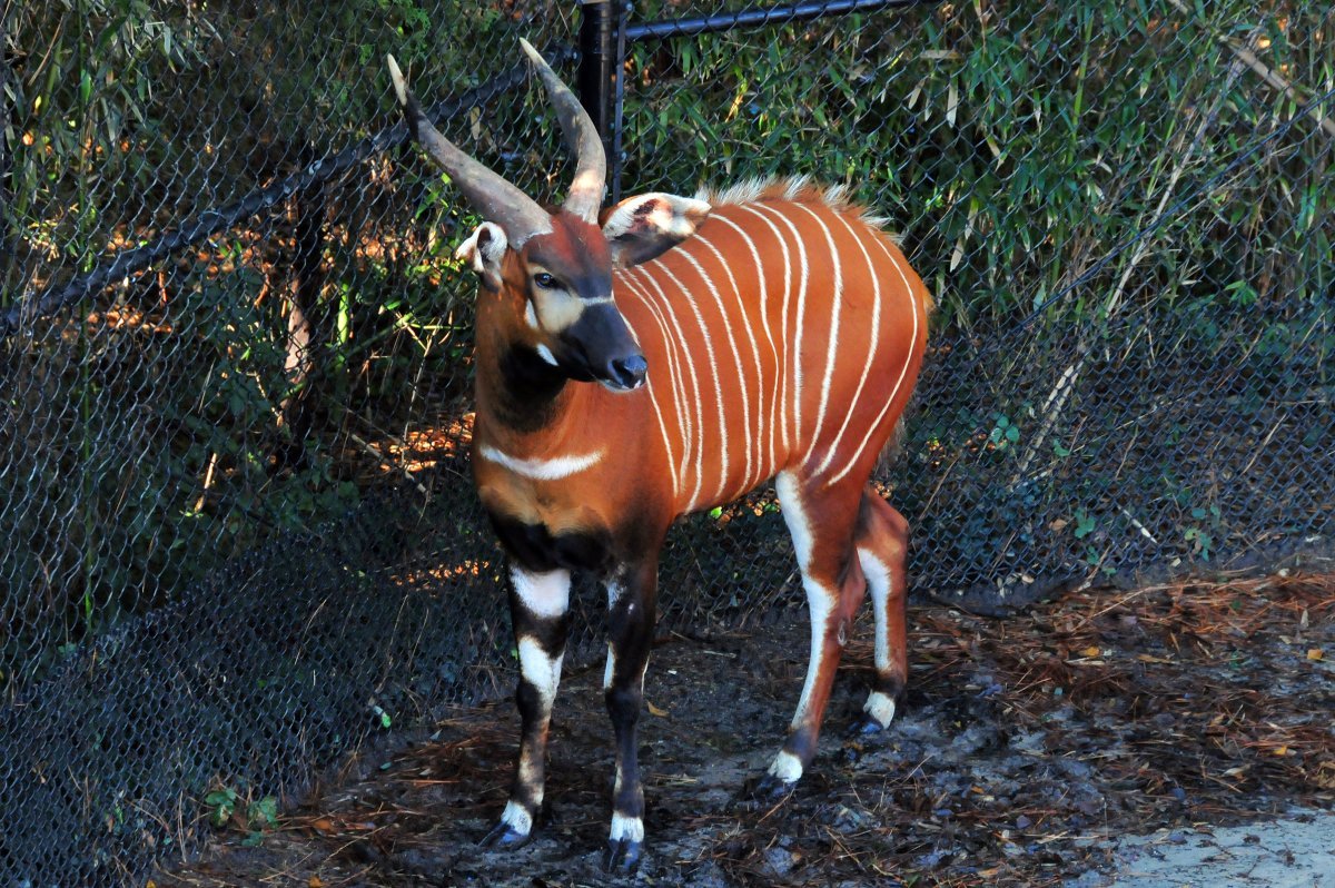 Газели Томсона антилопы