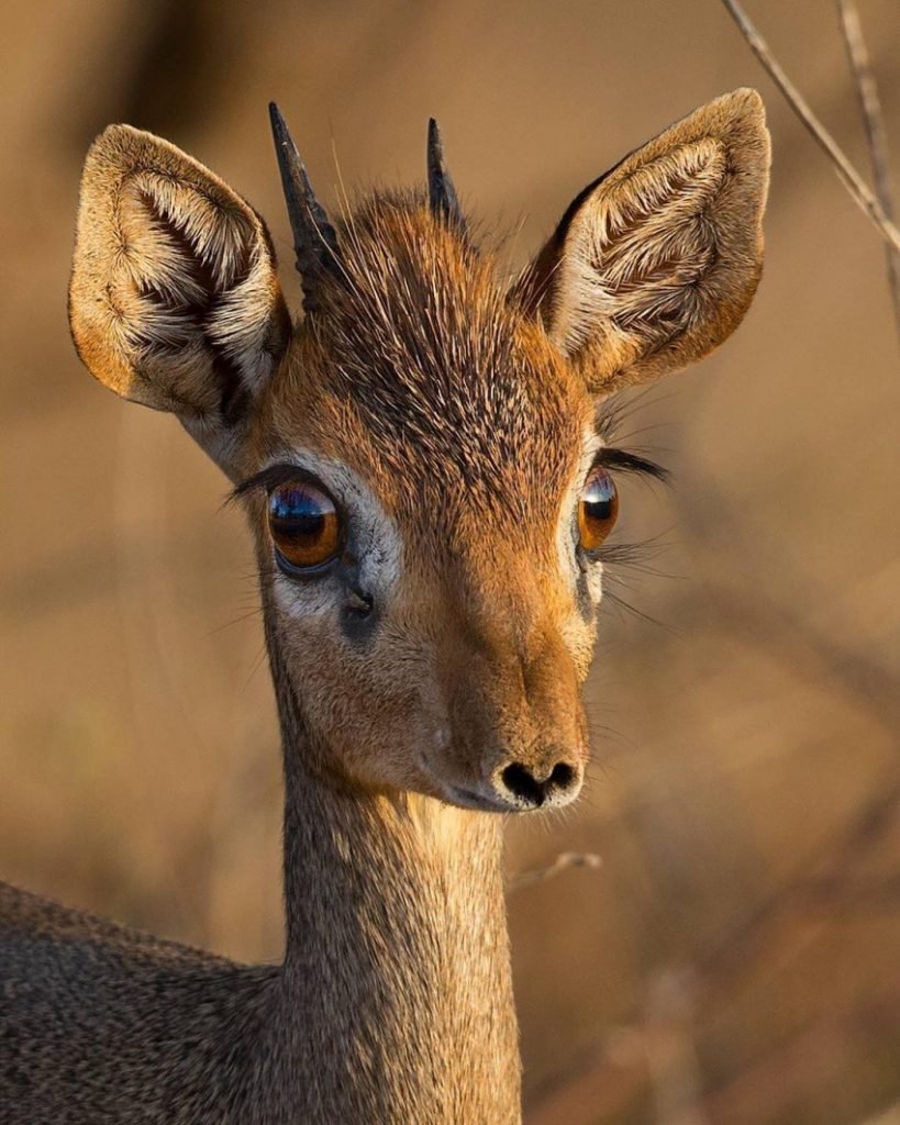 Рог сайгака антилопы