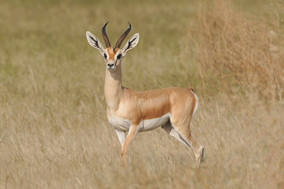 • Песчаная Газель (Gazella leptoceros)