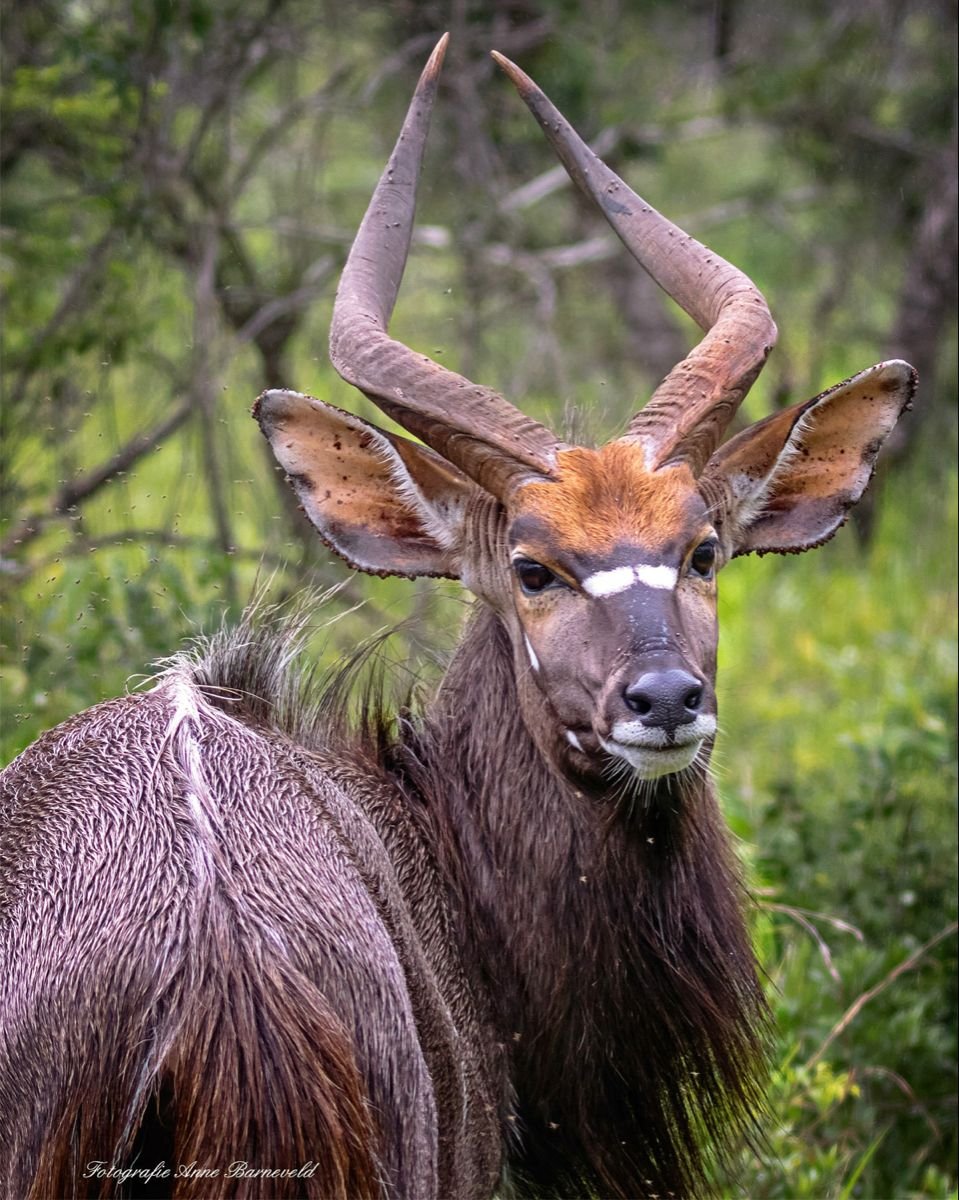 Африканская антилопа Ньяла